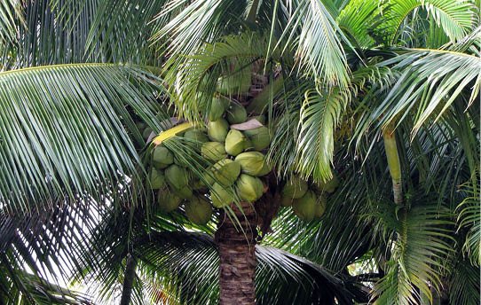 Coconut Palm
