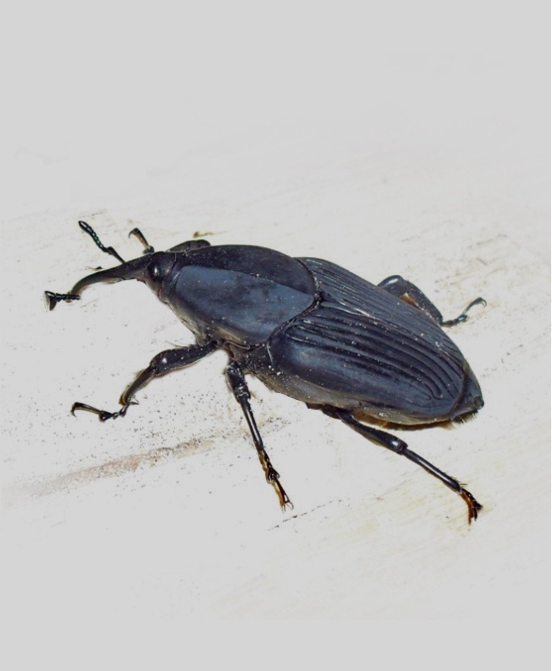 Agricultural Scene 3