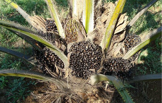 Oil Palm